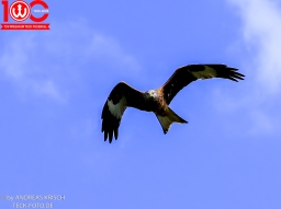 TSV Weilheim - RSK Esslingen (19.4.2026 · 1:4)